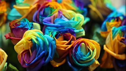 Flowers multicolor roses wallpaper