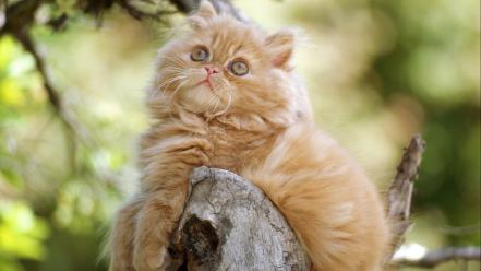 Animals cats orange persian cat wallpaper