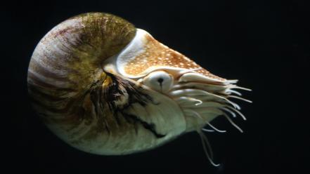 Animals nautilus underwater wallpaper