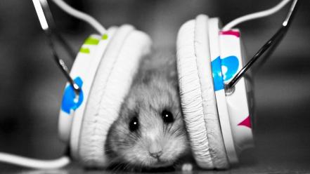 Funny hamsters music wallpaper