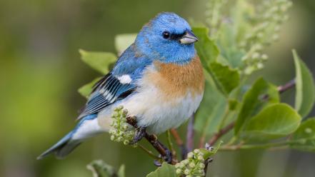 Lazuli bunting montana birds wallpaper