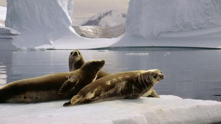 Antarctica the south pole seals wallpaper