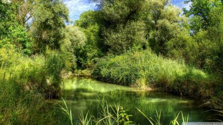 Forests green nature wallpaper