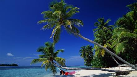 Hammock palm trees wallpaper