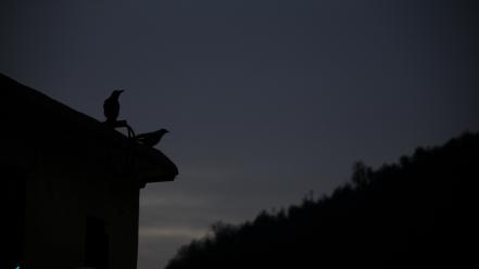 Iran animals dark night wallpaper