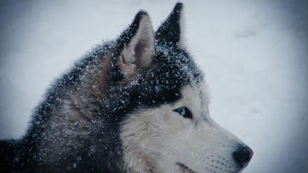 Siberian husky huskies winter wallpaper