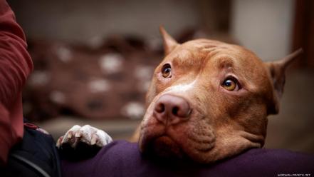 American staffordshire terrier pit bull amstaff animals dogs wallpaper