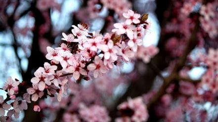 Blossoms trees flowers depth of field pink wallpaper
