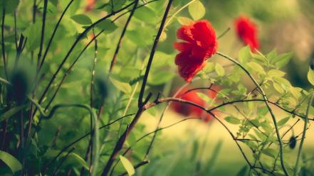 Flowers grass plants macro poppy wallpaper