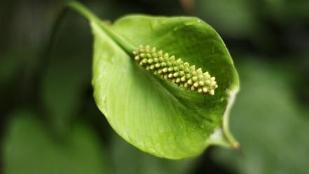 Green leaves canon eos 600d wallpaper