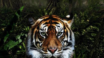 Jungle animals tigers wallpaper