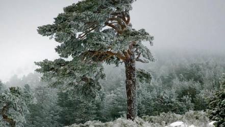 Landscapes nature snow trees forest fog spain wallpaper