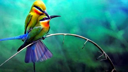 Nature forest birds bee eaters wallpaper