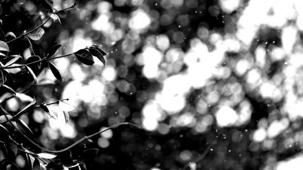 Nature leaves grayscale bokeh depth of field wallpaper