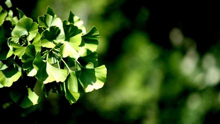 Nature leaves plants depth of field blurred background wallpaper