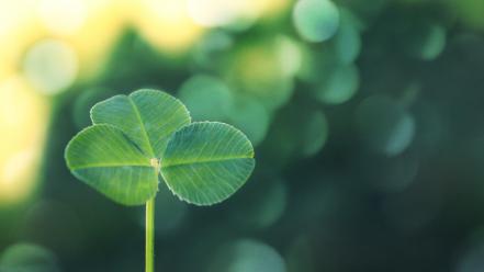 Summer plants bokeh clover bright photomanipulation sunny wallpaper
