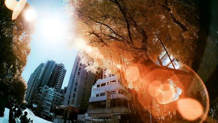 Trees cityscapes multicolor yiu yu hoi wallpaper