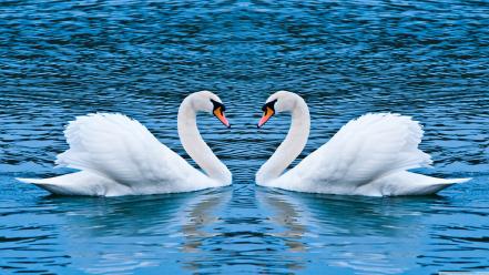 Animals lakes love swans wallpaper