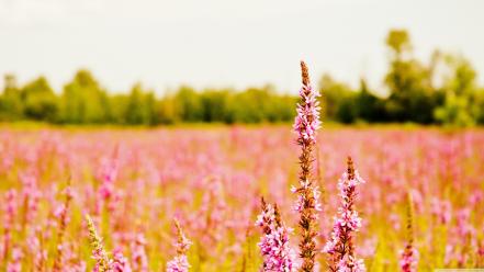 Fields nature plants wallpaper