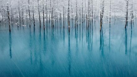 Forests nature trees winter wallpaper