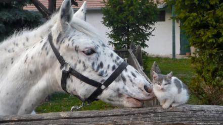 Animals cats horses kissing nature wallpaper
