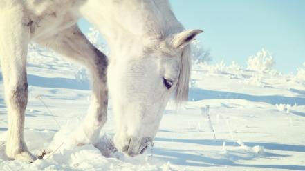 Animals horses snow white wallpaper