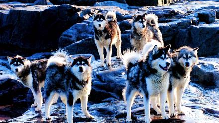 Dogs husky wallpaper