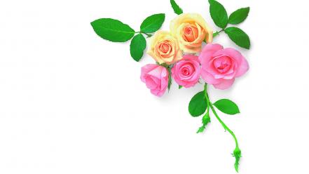 Flowers simple background white wallpaper