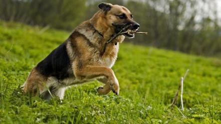 German shepherd animals animal world dogs nature wallpaper