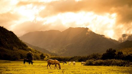 Grass horses scenic wallpaper