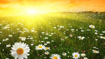 Sun daisy flowers nature wallpaper