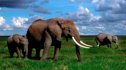Animals baby elephant elephants nature wallpaper