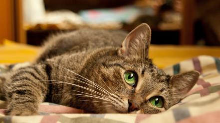 Animals big eyes cats green lying down wallpaper