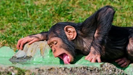 Animals chimpanzee licking monkeys nature wallpaper