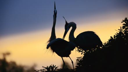 Birds cranes nature silhouettes wallpaper