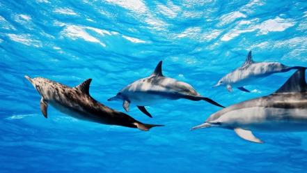 Dolphins mammals nature underwater wallpaper