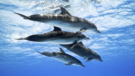 Dolphins spotted wallpaper
