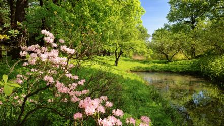 Forests grass landscapes rivers trees wallpaper