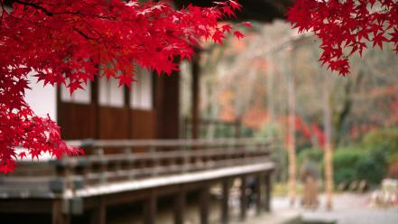 Japanese trees wallpaper