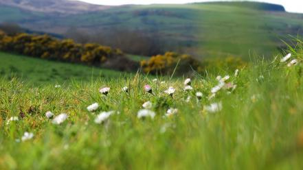 Russia flowers grass meadows nature wallpaper