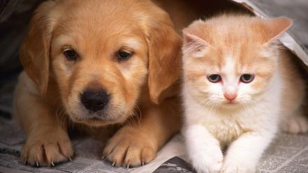 Animals cats dogs kittens nature wallpaper