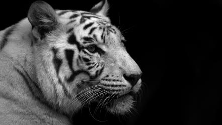 Animals cats feline greyscale monochrome wallpaper