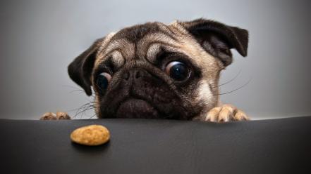 Animals dogs funny pug wallpaper