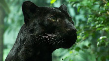 Animals nature panthers wallpaper