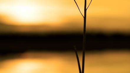 Blurred background nature plants silhouettes sunlight wallpaper