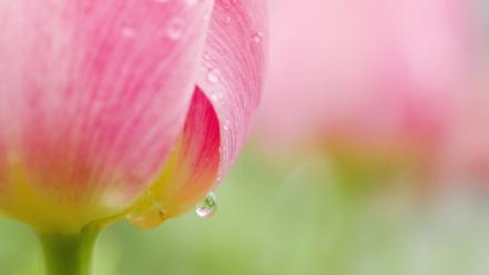 Dew flowers morning tulips wallpaper