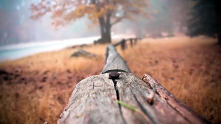 Fences nature trees wood wallpaper