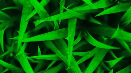 Grass green ground nature plants wallpaper