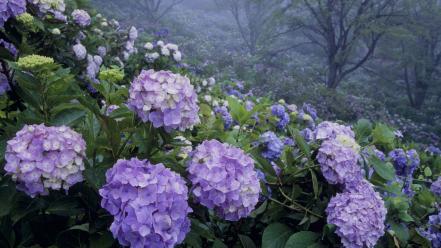 Japan flowers hydrangea parks wallpaper