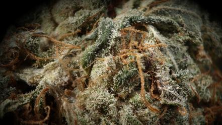 Macro marijuana wallpaper